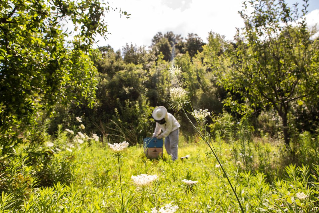 commencer l'apiculture