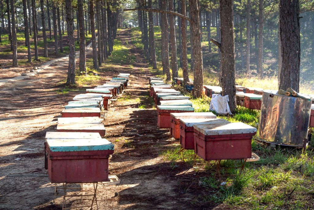 installer abeilles