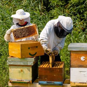 comment préparer et nettoyer sa ruche ?