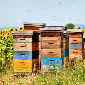 Nettoyer et entretenir sa ruche