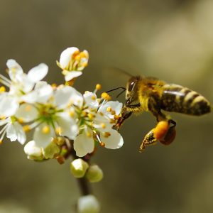 Sirop de nourrissement versé dans le nourrisseur d'une ruche