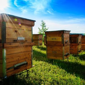 comment bien organiser son rucher ?