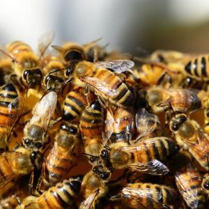 Comment diviser un essaim d'abeilles ?