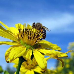 La pollinisation