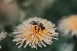 Comment réaliser la 1ère récolte de pollen ?