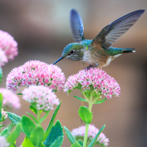 Comment une plante produit du nectar ?