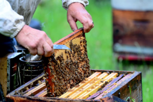 Quels vêtements d'apiculture choisir ?