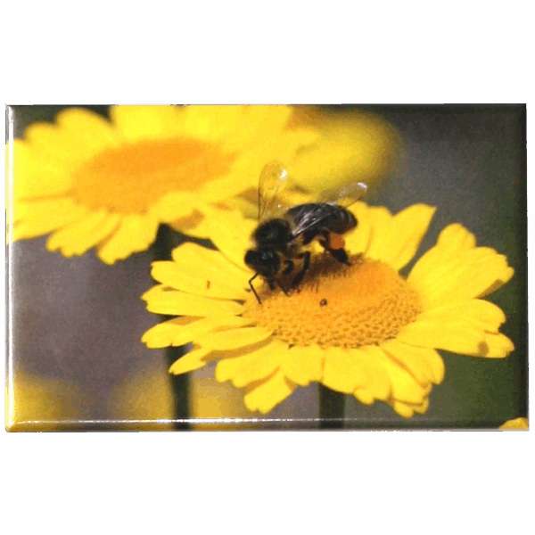 Magnet abeille sur fleur — Apistore