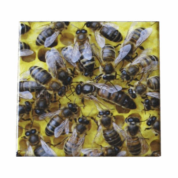 Magnet reine dans la ruche — Apistore