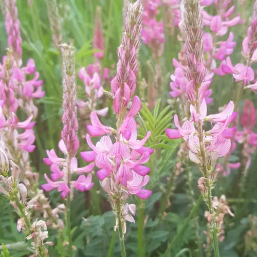Graine de Sainfoin, le sachet de 1kg — Apistore — photo 2 sur 4