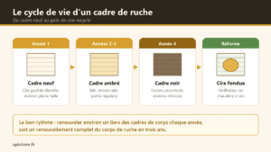 Cycle de vie d’un cadre de ruche en quatre étapes : cadre neuf en cire gaufrée, cadre ambré, cadre noir à réformer et cire fondue en pain
