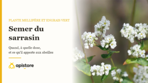 Fleurs blanches de sarrasin en pleine floraison au bord d'un rucher